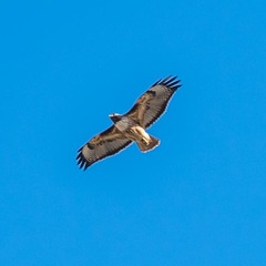 Buteo jamaicensis