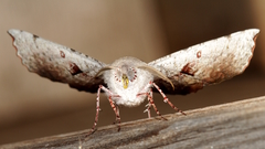 Oenochroma vetustaria