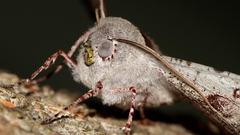 Oenochroma vetustaria