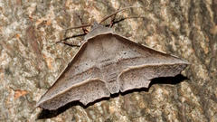 Oenochroma vetustaria