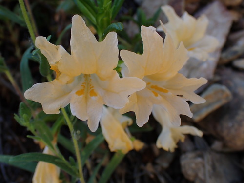 Image of Diplacus grandiflorus by (c) Cricket Raspet, some rights reserved (CC BY)