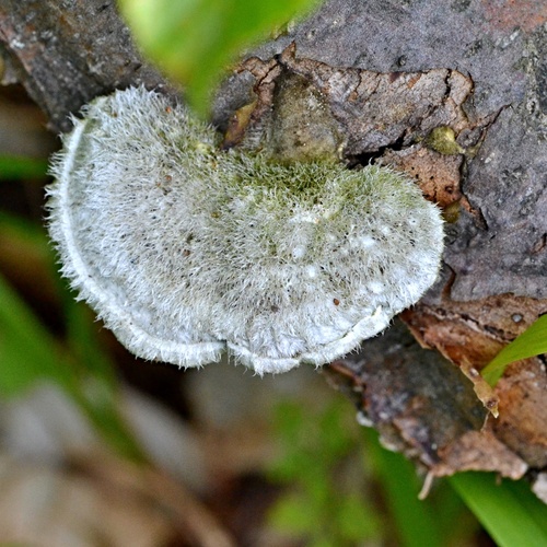trúdnikovec chlpatý (Trametes hirsuta)