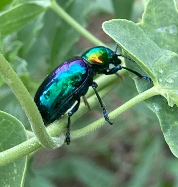 Chrysochares