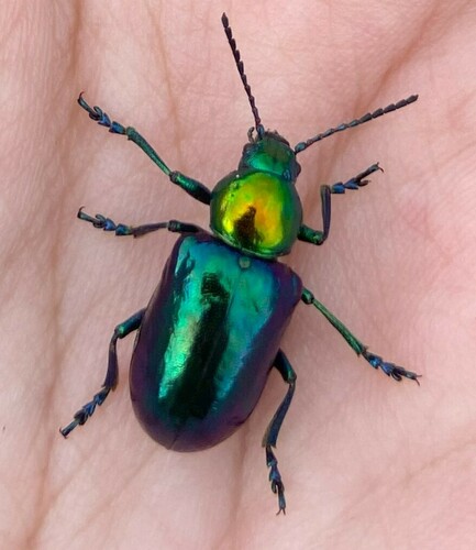 Chrysochares asiaticus