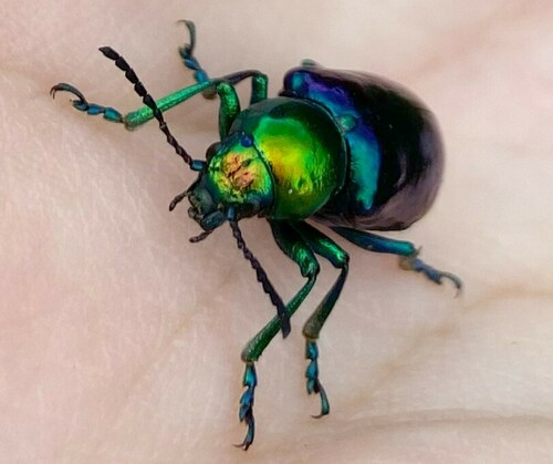 Chrysochares asiaticus