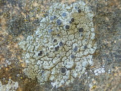 Rinodina