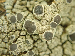 Rinodina