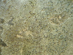 Lecanora subimmergens