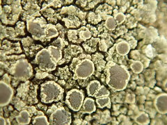 Lecanora subimmergens
