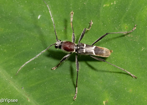 Demonax dignus · iNaturalist