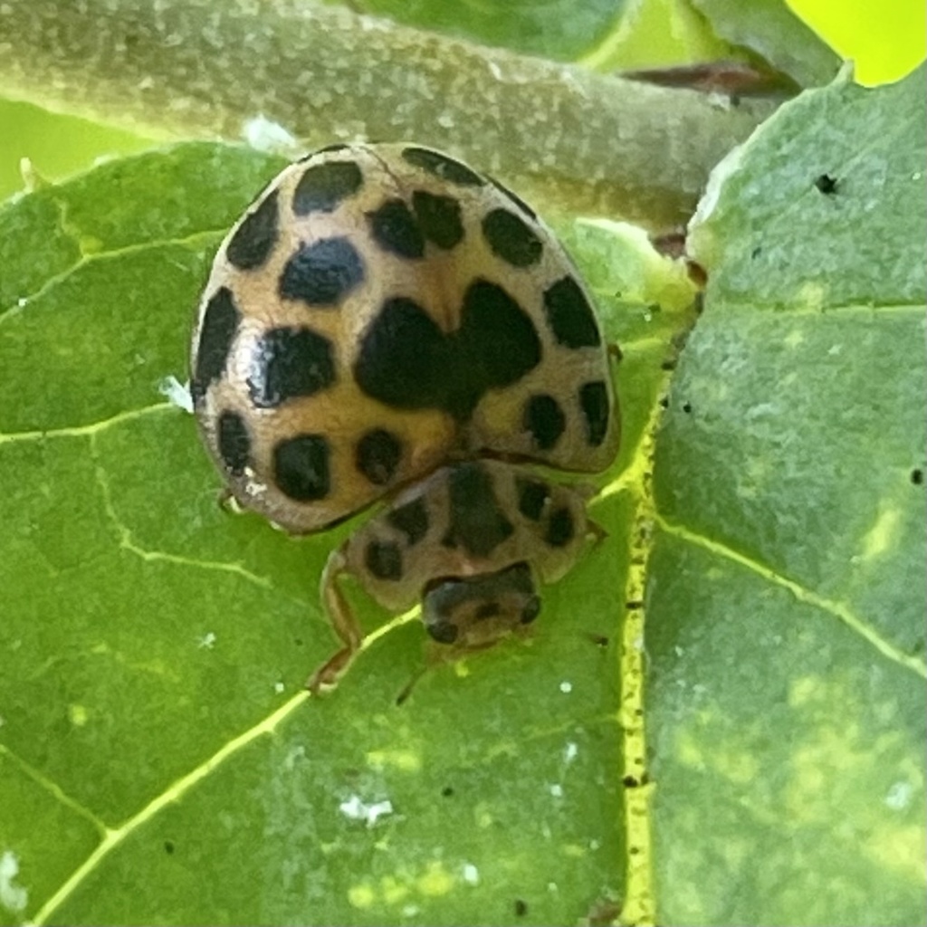 Henosepilachna yasutomii