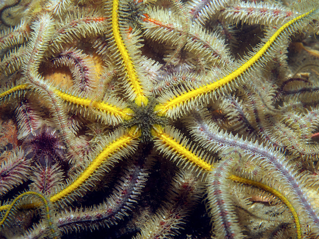 Common Brittle Star (Intertidal species of NE Atlantic) · iNaturalist
