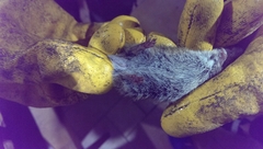 Microtus liechtensteini