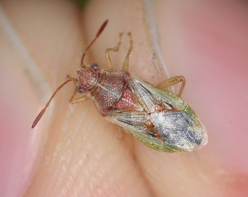Rhopalus lepidus