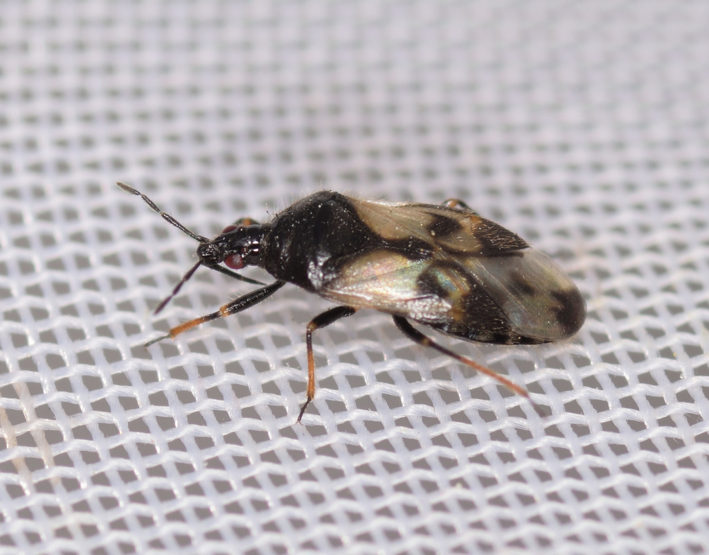 Anthocoris pilosus
