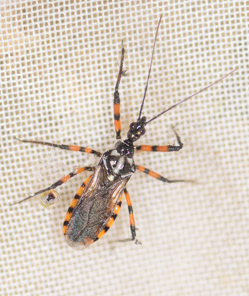 Sphedanolestes pulchellus