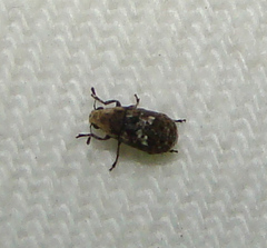 Euparius paganus