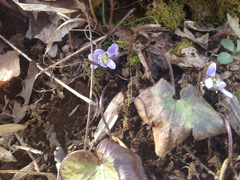 Hepatica