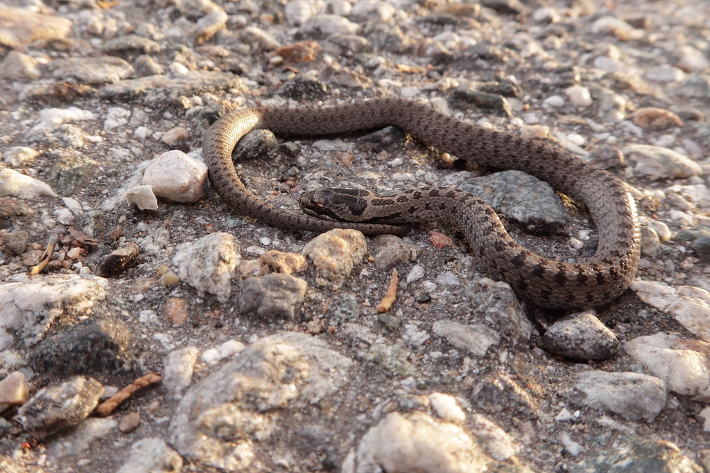 Smooth Snake from Provincia di Varese, Italia on September 21, 2019 at ...