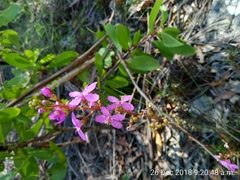 Stylidium lineare