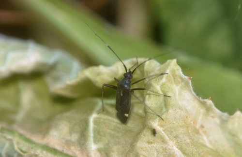 Closterotomus ventralis