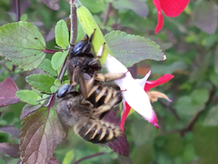 Xylocopa tabaniformis parkinsoniae