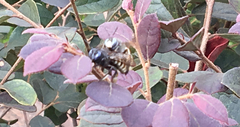 Xylocopa tabaniformis parkinsoniae