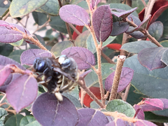 Xylocopa tabaniformis parkinsoniae