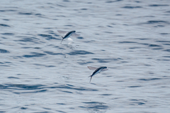 Largescale Flyingfish photo 3