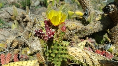 Opuntia puberula