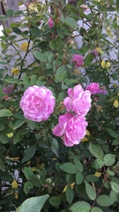 Rosa