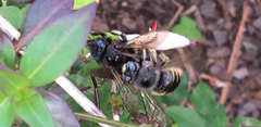 Xylocopa tabaniformis parkinsoniae