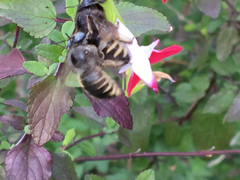 Xylocopa tabaniformis parkinsoniae