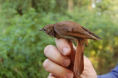 Luscinia megarhynchos