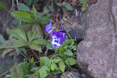 Viola × wittrockiana