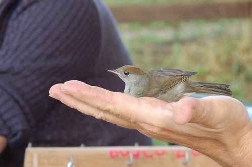 Sylvia atricapilla