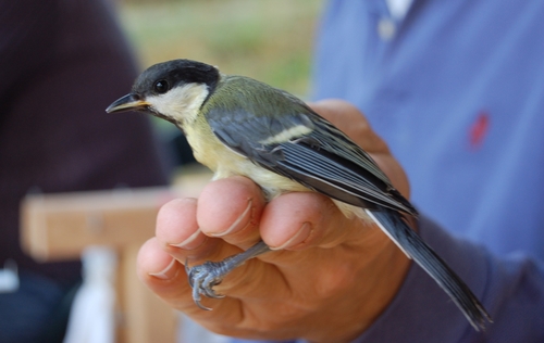 Parus major