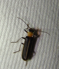 Podabrus flavicollis