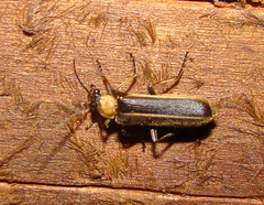 Podabrus flavicollis