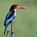 Andaman White Throated Kingfisher - Photo (c) gyanagraphy, some rights reserved (CC BY-NC)