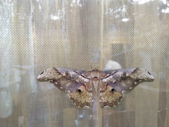 Rinaca thibeta okurai