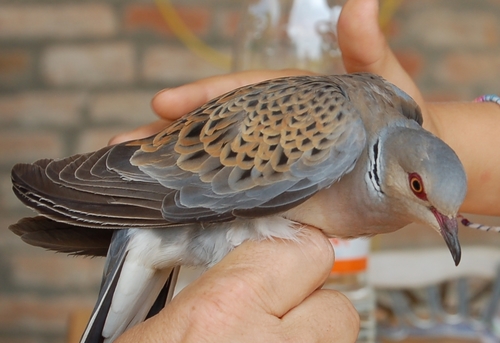 Streptopelia turtur