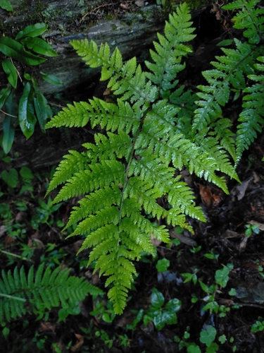Vidal’s ladyfern (Athyrium vidalii)