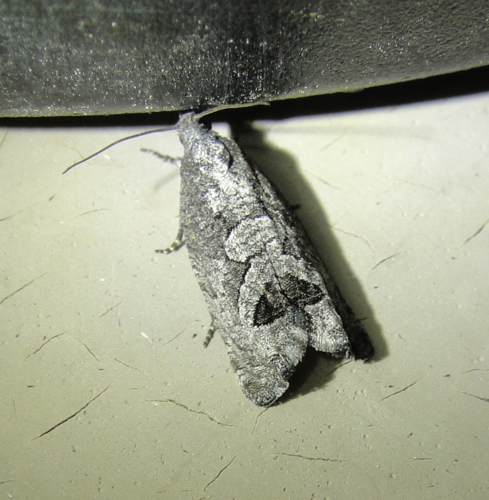 Catastega triangulana