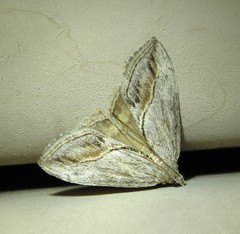 Evergestis obliqualis