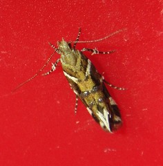 Aristotelia argentifera