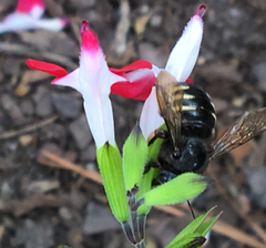 Xylocopa tabaniformis parkinsoniae
