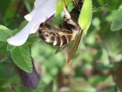 Xylocopa tabaniformis parkinsoniae