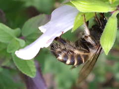 Xylocopa tabaniformis parkinsoniae