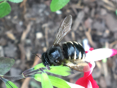 Xylocopa tabaniformis parkinsoniae